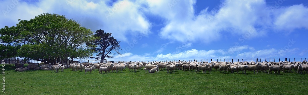 Obraz premium Large herd of New Zealand sheep