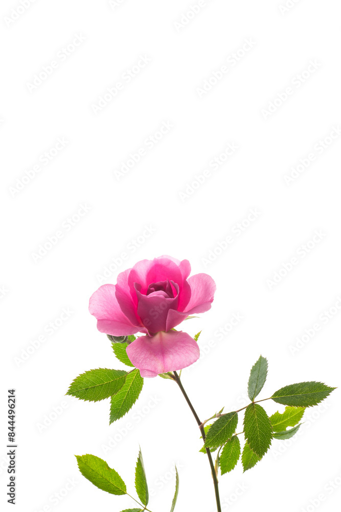 Beautiful pink rose on a white background Beautiful pink rose on a white background