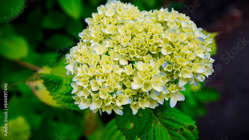 紫陽花