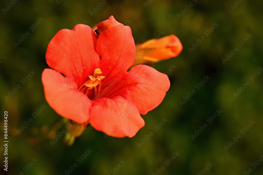 Red flower. Beautiful flowering hibiscus. (Hibiscus sabdariffa, Hibiscus esculentus) Red flower. Beautiful flowering hibiscus. (Hibiscus sabdariffa, Hibiscus esculentus)