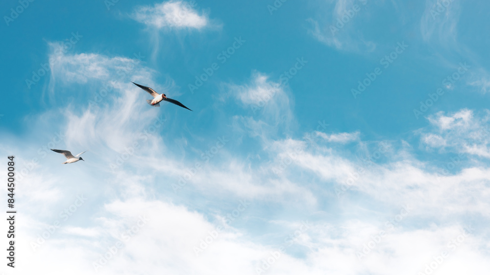 Fototapeta premium flock of birds flying in the sky