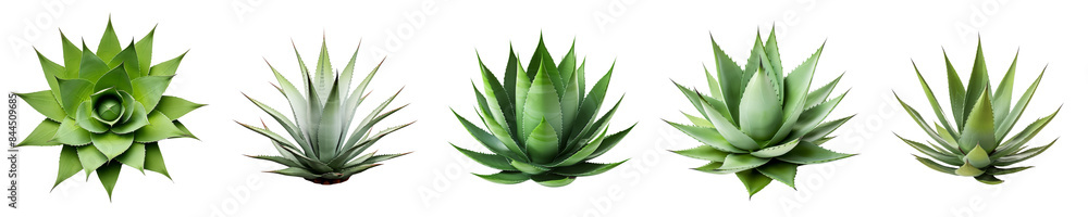 Collection of Agave bushes isolated on transparent or white background Collection of Agave bushes isolated on transparent or white background
