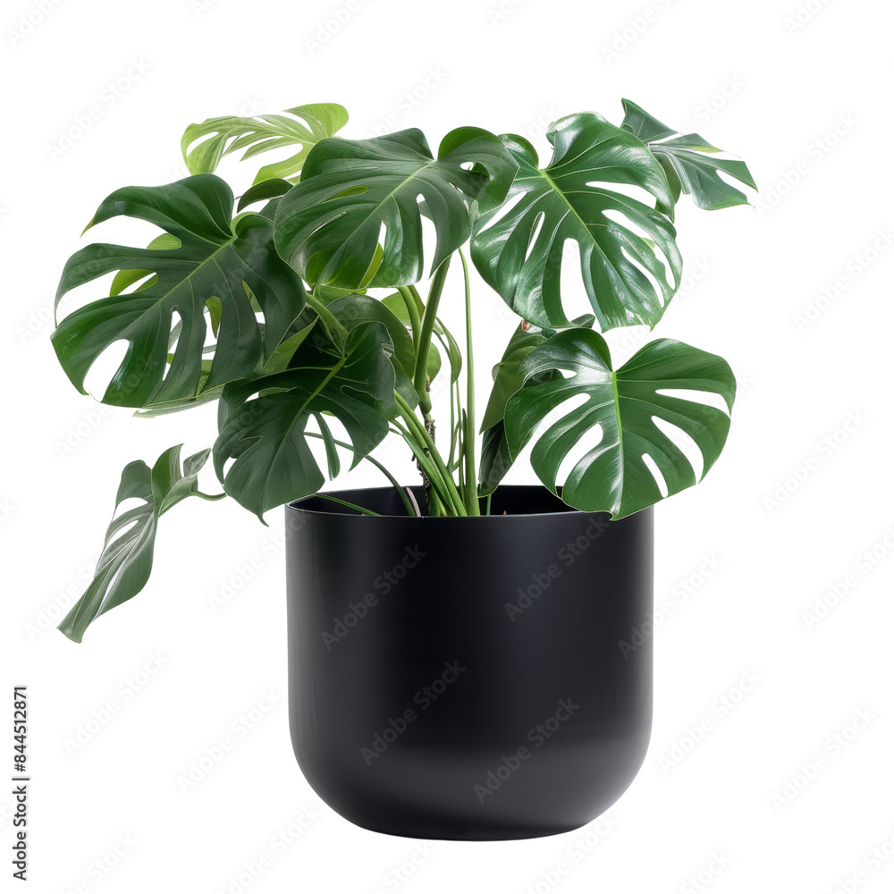 Monstera plant in a modern black pot, perfect for interior decoration and adding a touch of nature to any space. Monstera plant in a modern black pot, perfect for interior decoration and adding a touch of nature to any space.