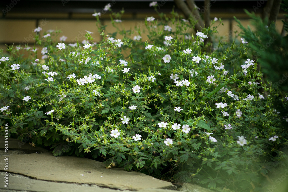 Fototapeta premium Oxford geranium in bloom in the garden