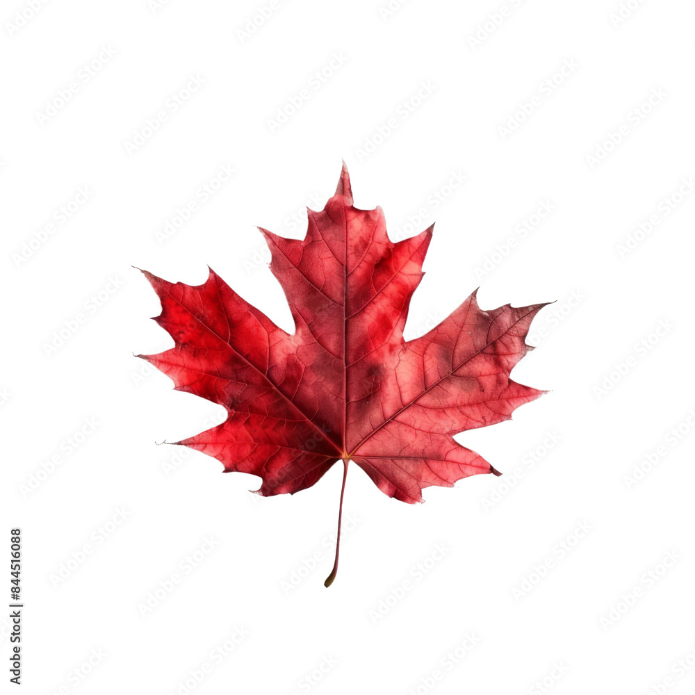 Red maple leaf isolated on white background Red maple leaf isolated on white background