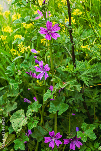 Mallow flower at the side of a road, malva sylvestris
