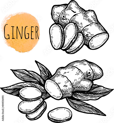 Fresh ginger root ink sketch.