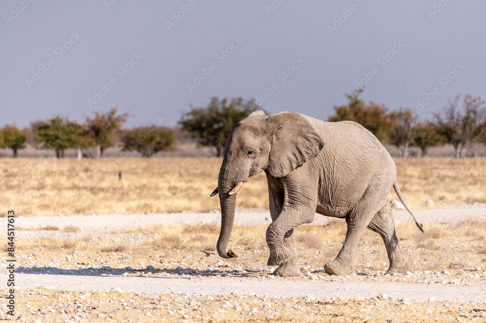 Obraz premium Telephoto shot of one African Elephant -Loxodonta Africana- running across the plains of Etosha National Park, Namibia.
