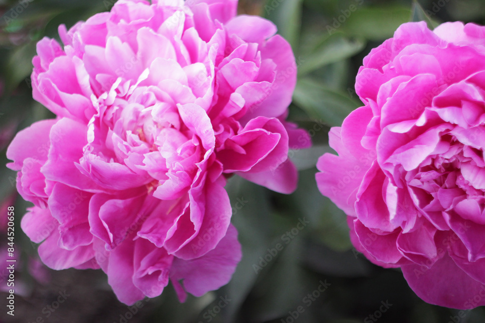 Beautiful peony bouquet on blurred background, closeup Beautiful peony bouquet on blurred background, closeup
