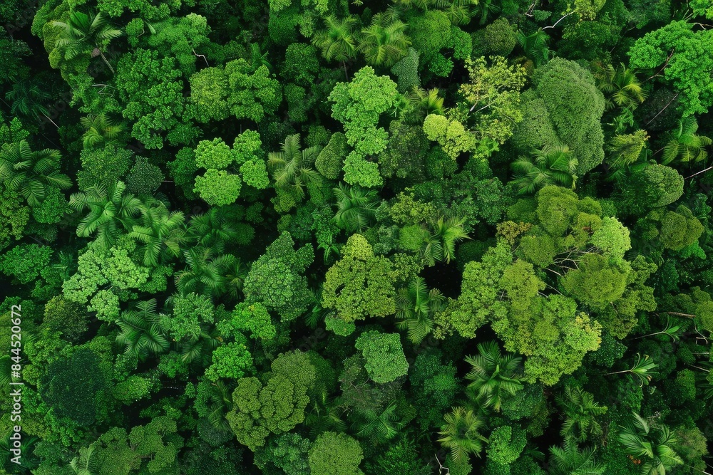 Aerial view of lush green forest treetops. The dense foliage creates a vibrant and natural canopy scene showcasing the beauty of untouched nature.