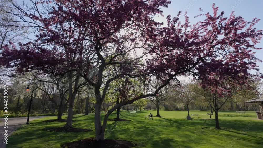 Blooming red plum tree in spring on sunset time whit sunlight on public park. Wide shot Blooming red plum tree in spring on sunset time whit sunlight on public park. Wide shot