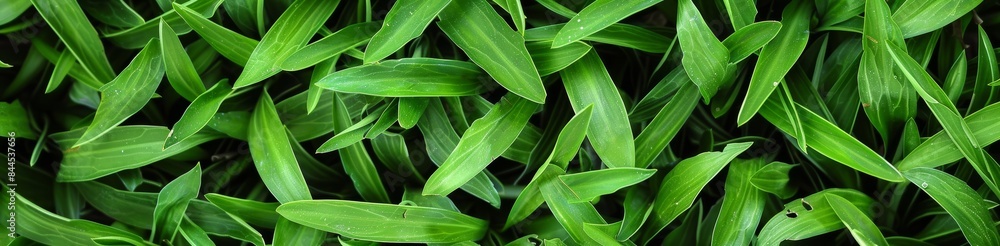 Fototapeta premium A close-up view of vibrant green grass blades in a lush garden, showcasing the intricate texture and details of nature