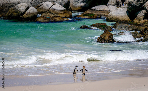 Les manchots de Boulders Beach au Cap en Afrique du Sud photo