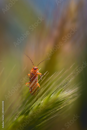 common red soldier beetle close-up in morning light photo