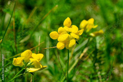 Close up of Birdsfoot trefoil flowers (Lotus corniculatus ) in June photo