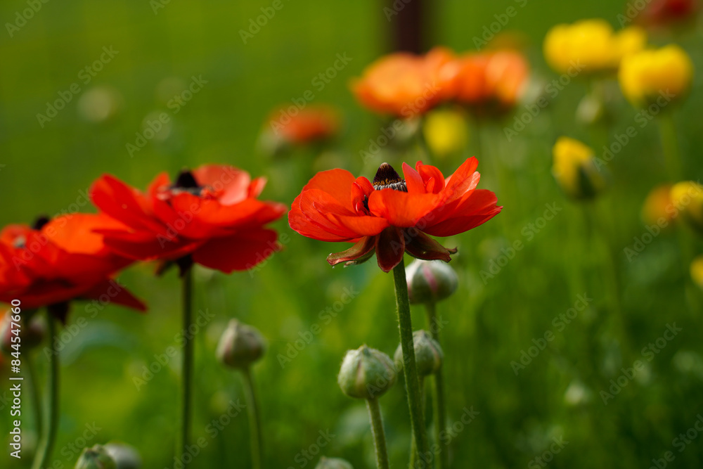 Orange, red ranunculus flowers growing in an outdoor garden space. Bokeh, soft background. Orange, red ranunculus flowers growing in an outdoor garden space. Bokeh, soft background.
