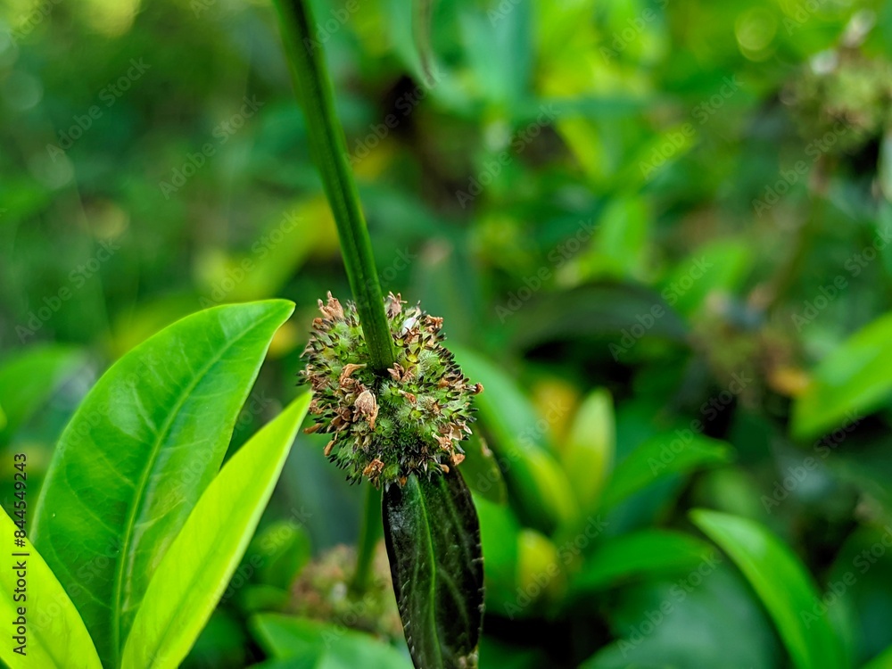 Plantzoin Head Leucas Guma Leucas cephalotes Live Plant Plantzoin Head Leucas Guma Leucas cephalotes Live Plant