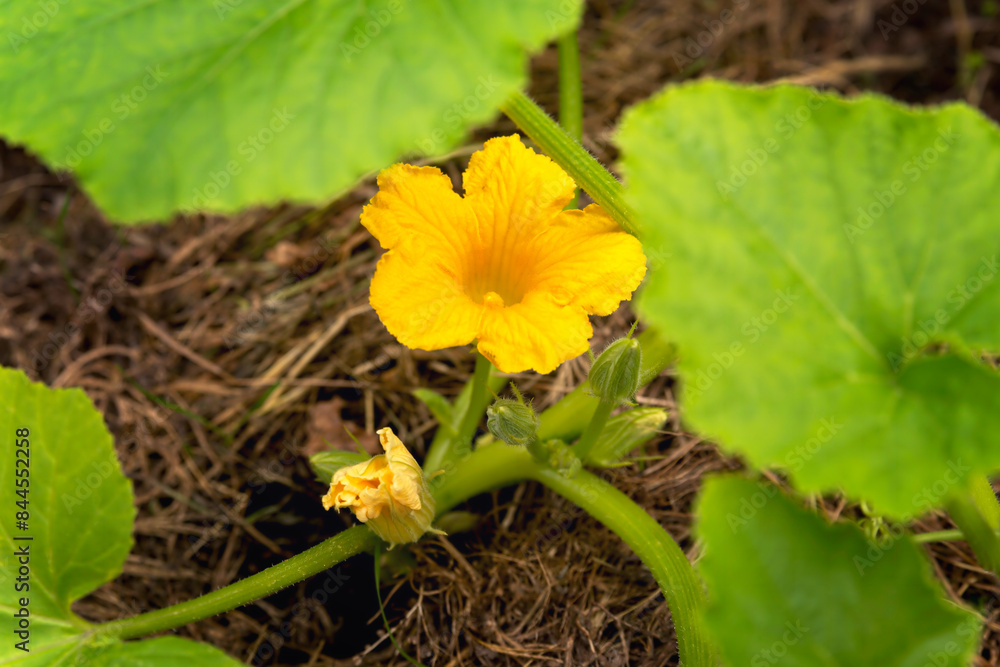 blooming young pumpkin plants in a garden bed in a natural environment, close-up blooming young pumpkin plants in a garden bed in a natural environment, close-up