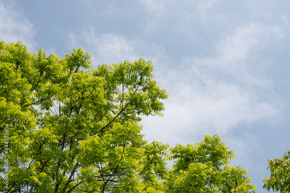 tree with green leaves against blue sky with feathery clouds tree with green leaves against blue sky with feathery clouds