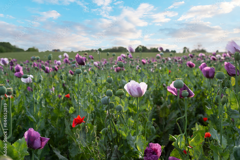 Purple poppy flowers in a field (Papaver somniferum). Purple poppy flowers in a field (Papaver somniferum).