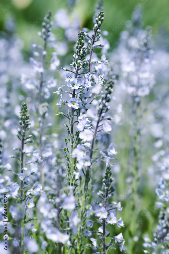Nature background with spring flowers. Selective and soft focus. Close up. Nature background with spring flowers. Selective and soft focus. Close up.