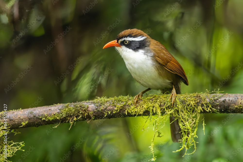 Fototapeta premium Brown-crowned Scimitar-Babbler perched on a branch in the rainforest