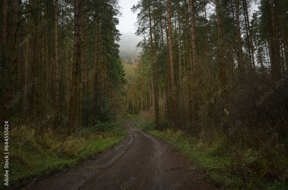 Binevenagh Forest Binevenagh Forest