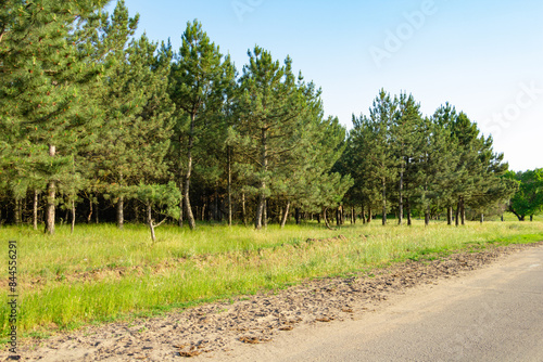 Ukrainian beautiful forest, rural road near the forest