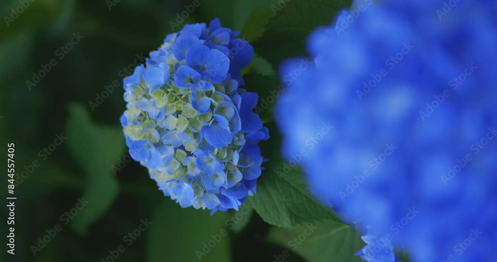 A hydrangea flower at the garden in the public park vetical composition A hydrangea flower at the garden in the public park vetical composition