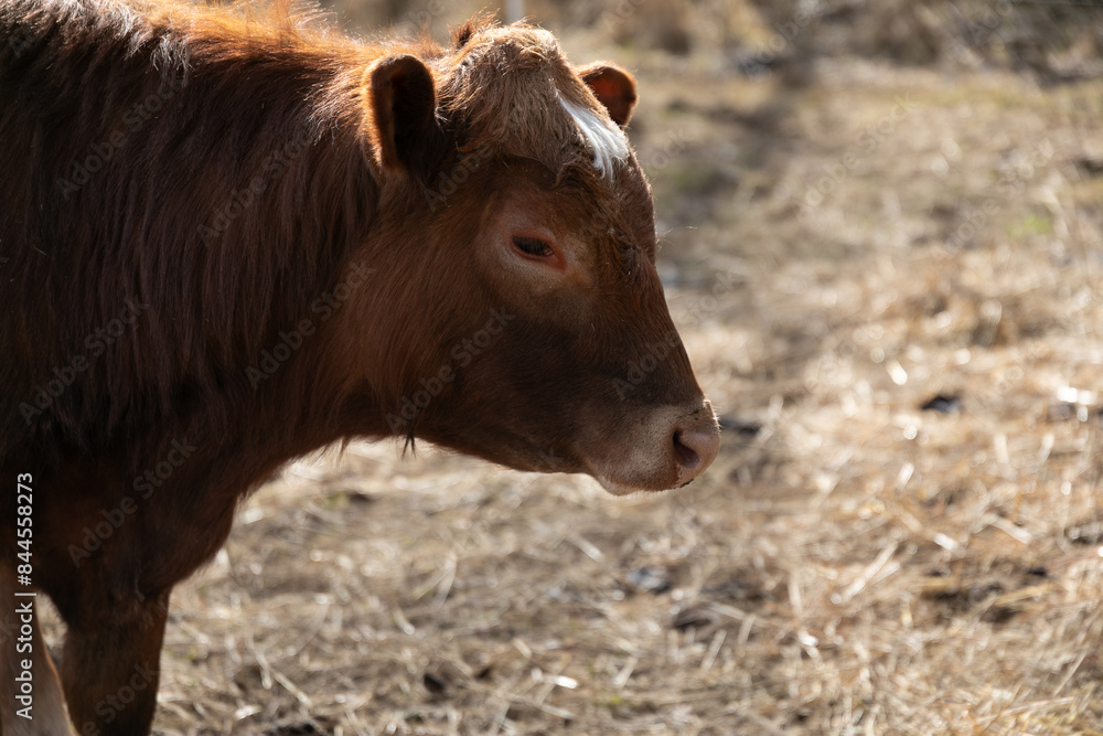 Brown Cow Standing on Dry Grass Field Brown Cow Standing on Dry Grass Field