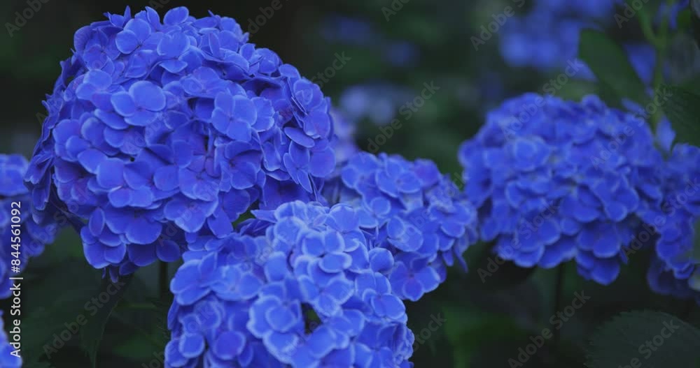 A hydrangea flower at the garden in the public park close up A hydrangea flower at the garden in the public park close up