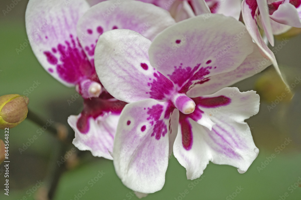 Close up of Orchids flower Close up of Orchids flower