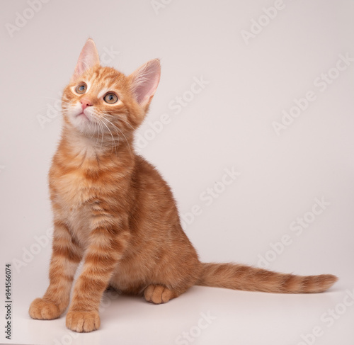 Wallpaper Mural Rudy kot siedzący na białym tle  Torontodigital.ca