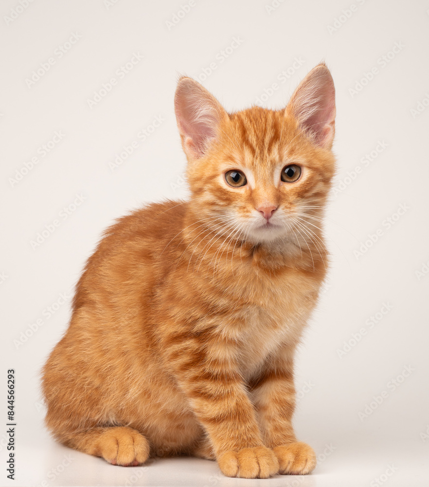 Gatto rosso seduto su sfondo bianco Gatto rosso seduto su sfondo bianco