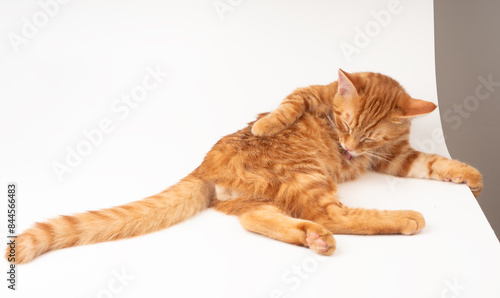 白い背景にお腹を洗う赤猫  photo