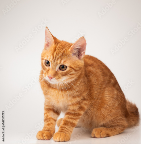 白い背景に座っている生姜猫 photo