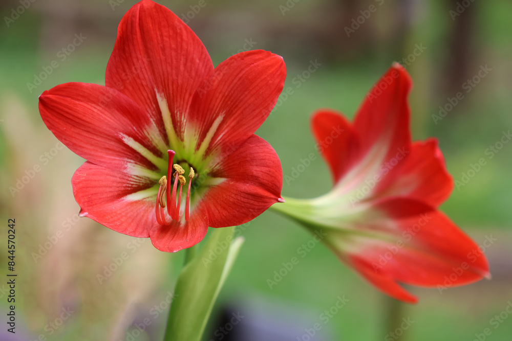 Closed up Amaryllis Red flowers blossom and beautiful petals in nature background Closed up Amaryllis Red flowers blossom and beautiful petals in nature background
