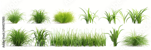 collection of green grass isolated on white