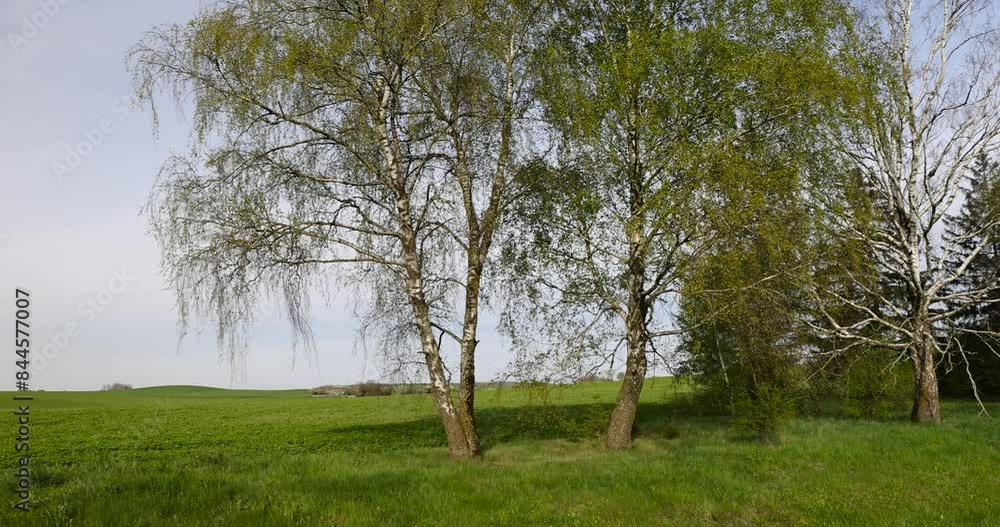 birch trees in the spring season during the appearance of the first foliage, fresh foliage on birch trees in sunny May birch trees in the spring season during the appearance of the first foliage, fresh foliage on birch trees in sunny May