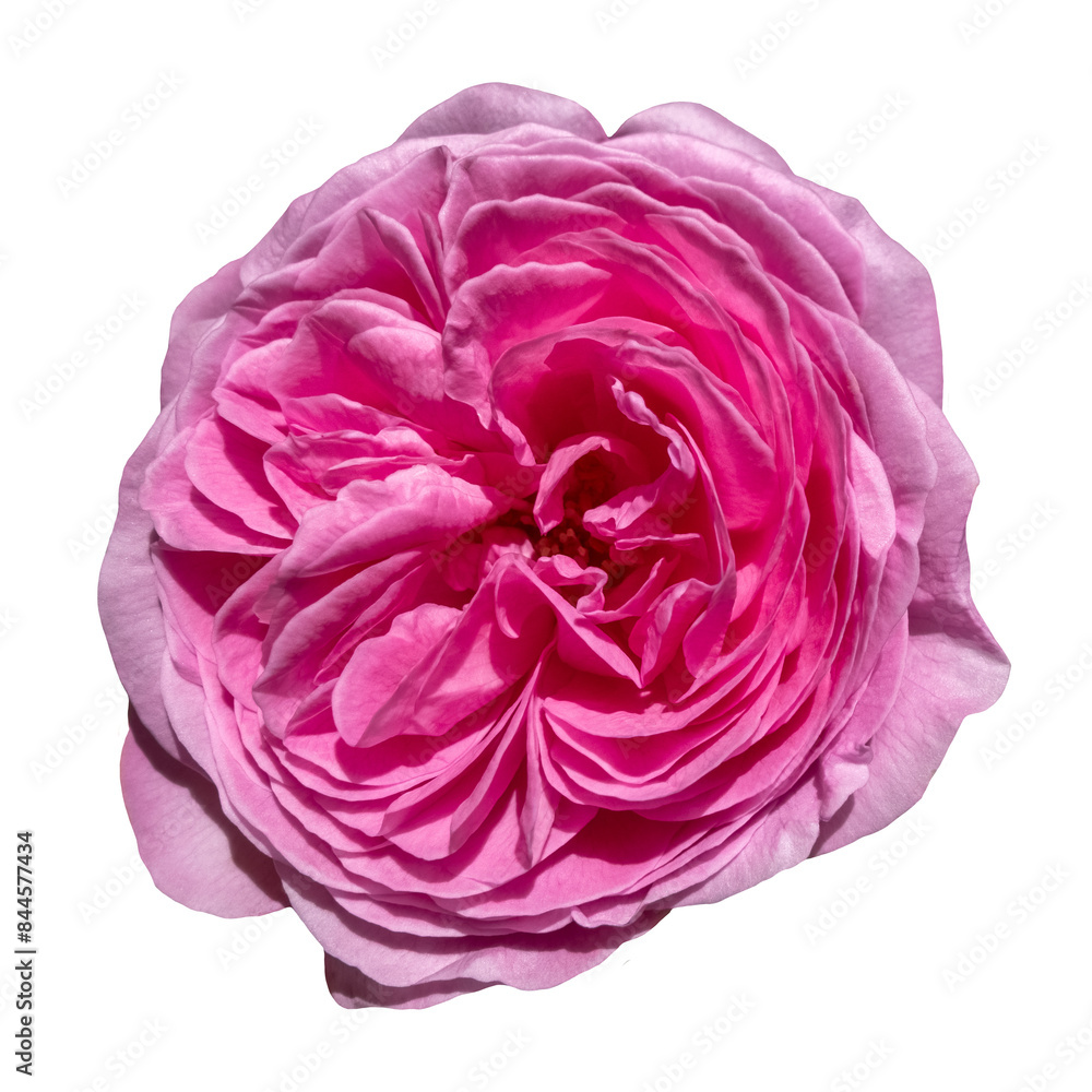 Obraz premium Pink rose blossom, isolated image on transparent background