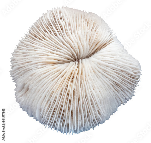 Sea coral fossil, isolated image on transparent background
