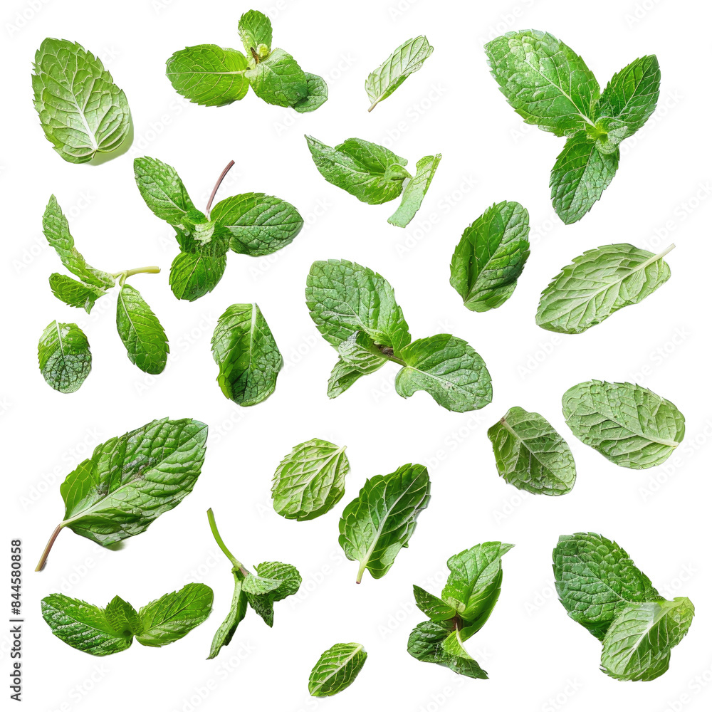 Fresh mint leaves on a white background Fresh mint leaves on a white background