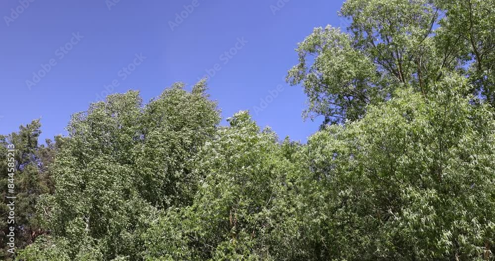mixed forest with green foliage on trees in clear weather, trees in the forest in sunny weather mixed forest with green foliage on trees in clear weather, trees in the forest in sunny weather