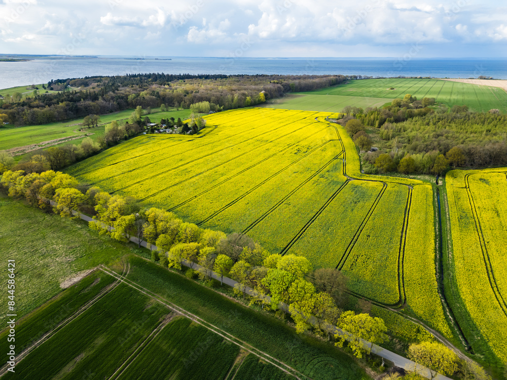 Areal shot of blooming rape field in northern Germany at the baltic sea