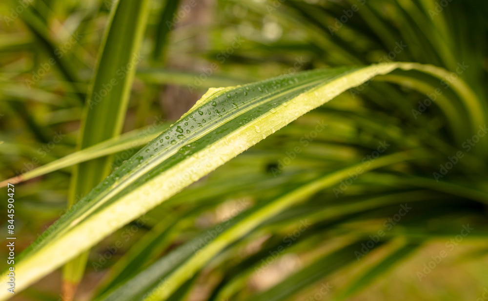 Drops of water on green leaves in nature Drops of water on green leaves in nature
