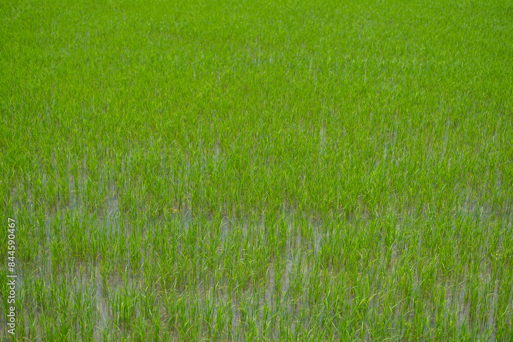 Green rice field agriculture area in Thailand Green rice field agriculture area in Thailand