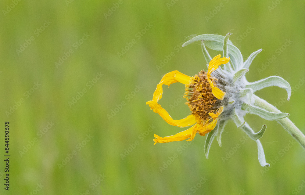 A withering yellow wildflower begins to loose its petals against a soft green background intentionally offset in the frame to provide copy space. A withering yellow wildflower begins to loose its petals against a soft green background intentionally offset in the frame to provide copy space.