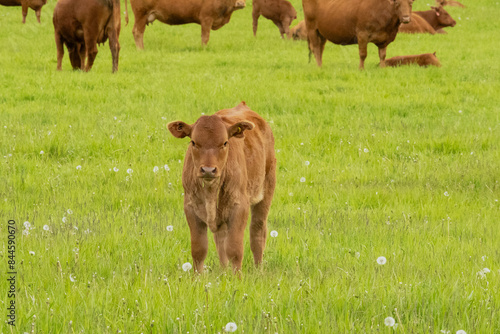 Brown baby beef calf standing alone in a pasture of vibrant green grass. © Janice