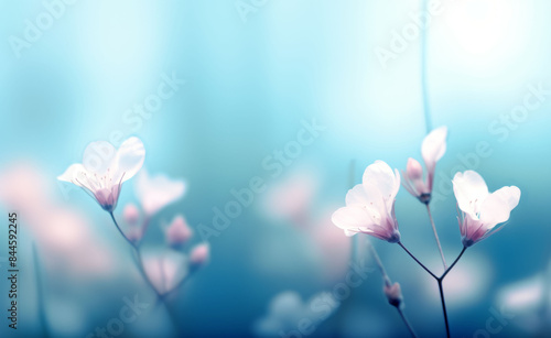 Spring forest white flowers primroses on a beautiful blue background macro. Blurred gentle sky-blue background. Floral nature background, free space for text. Romantic soft gentle artistic image. photo