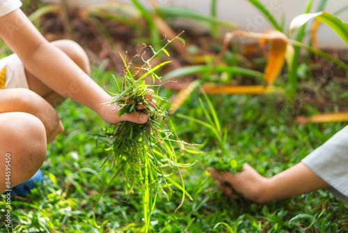 A child helps his mother tend the garden, pulling out the weeds that grow, concept of active family activity